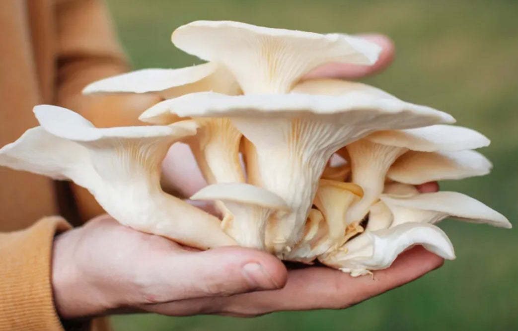 Oyster Mushroom Tincture